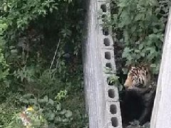 國慶節(jié)馬戲團幼虎出逃，警察持鋼叉合圍