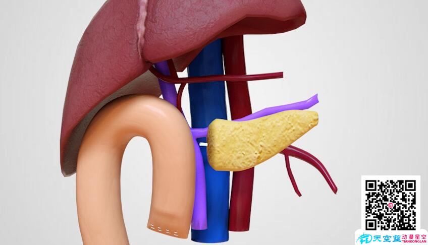 胰腺動畫制作