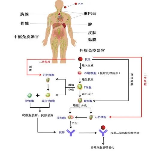 黃鶴樓動(dòng)漫