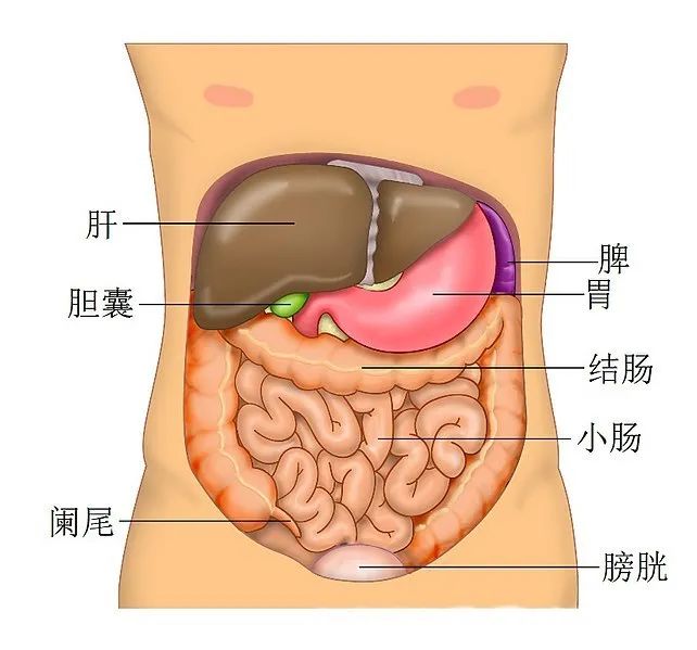 新冠病毒疫情中的救命神器“人工肝”，是怎樣煉成的？