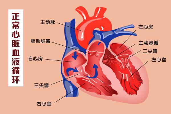 這幾扇“門”，決定了血液的流向