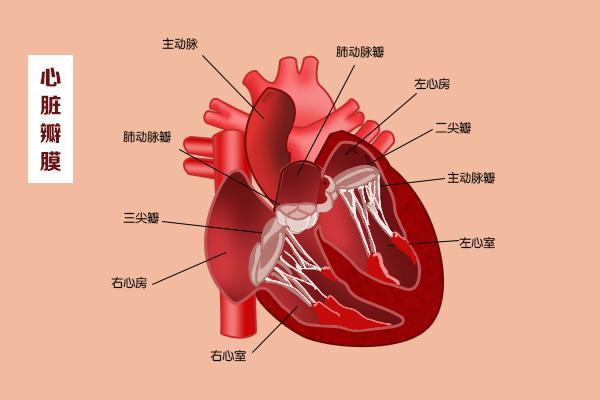 這幾扇“門”，決定了血液的流向