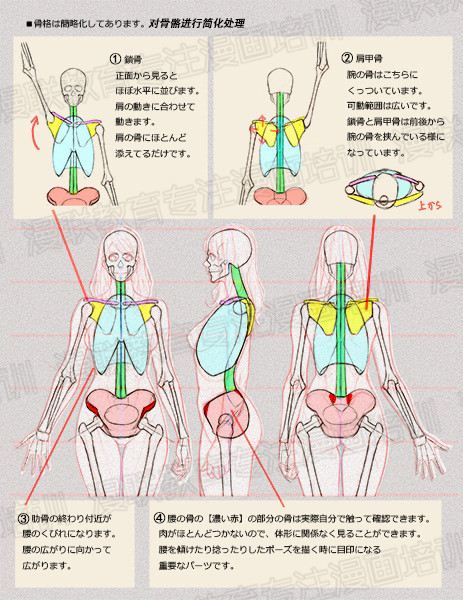 零基礎(chǔ)學(xué)繪畫教程！如何正確掌握繪畫人體結(jié)構(gòu)？