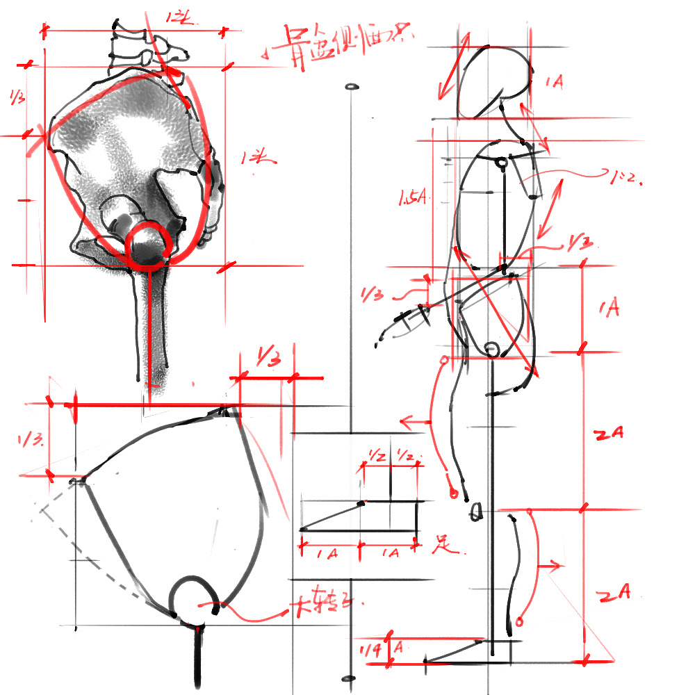「動漫設(shè)計」分享一波繪畫專用人體解剖素材 part 02