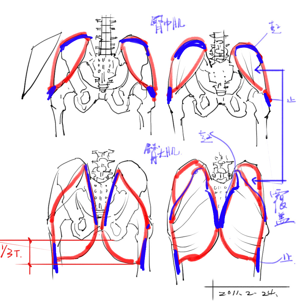 「動漫設(shè)計」分享一波繪畫專用人體解剖素材 part 02