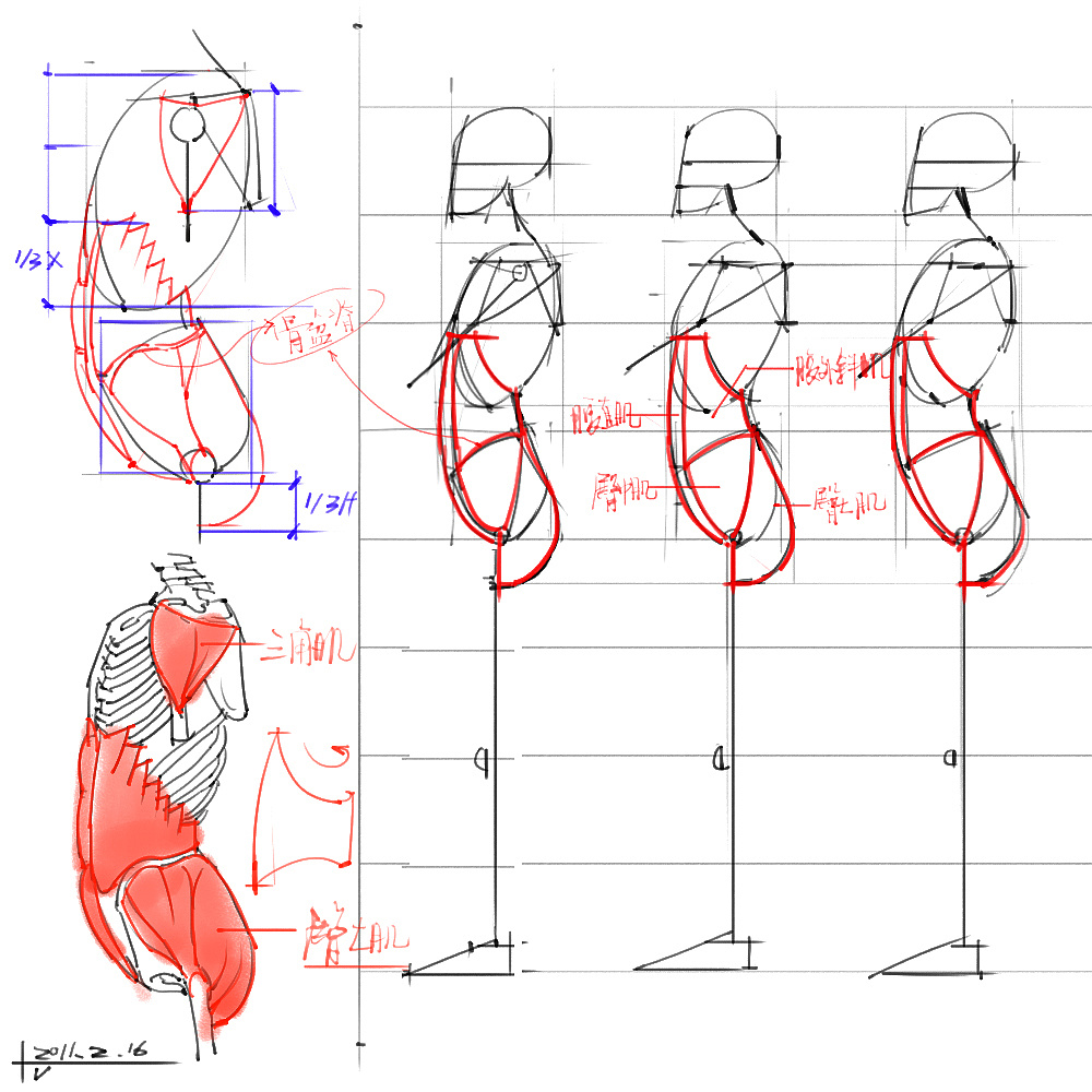 「動漫設(shè)計」分享一波繪畫專用人體解剖素材 part 03