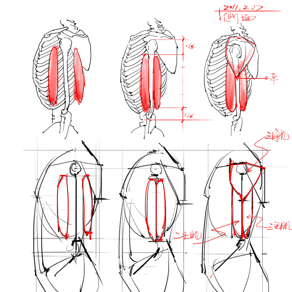 「動漫設(shè)計」分享一波繪畫專用人體解剖素材 part 03