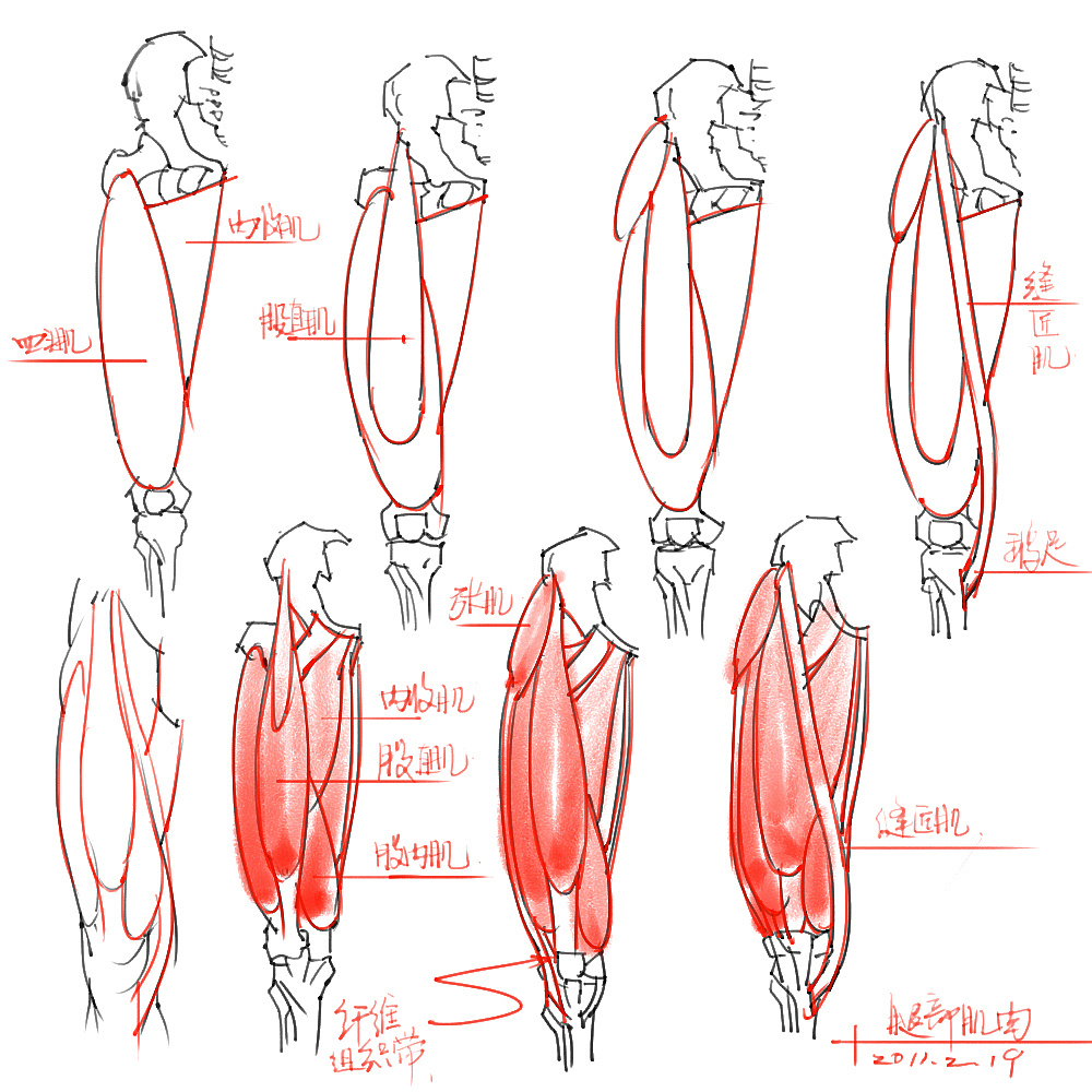 「動漫設(shè)計」分享一波繪畫專用人體解剖素材 part 04