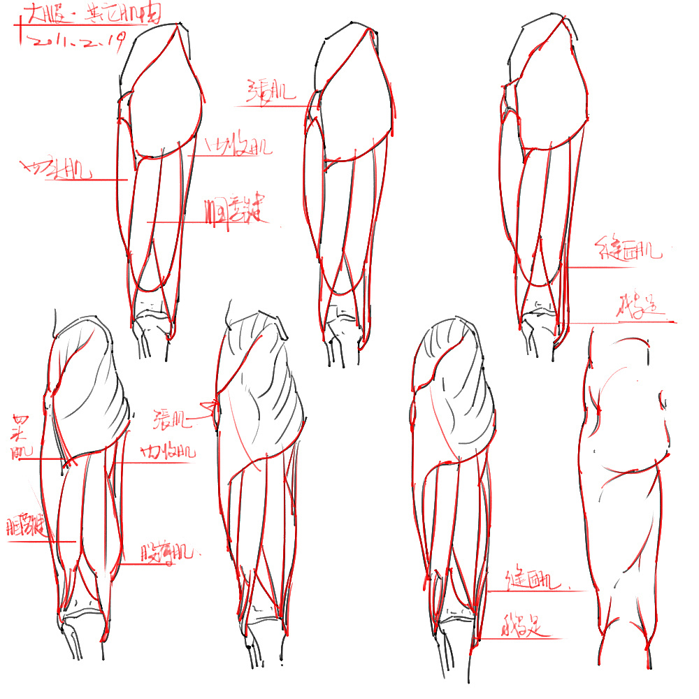 「動漫設(shè)計」分享一波繪畫專用人體解剖素材 part 04