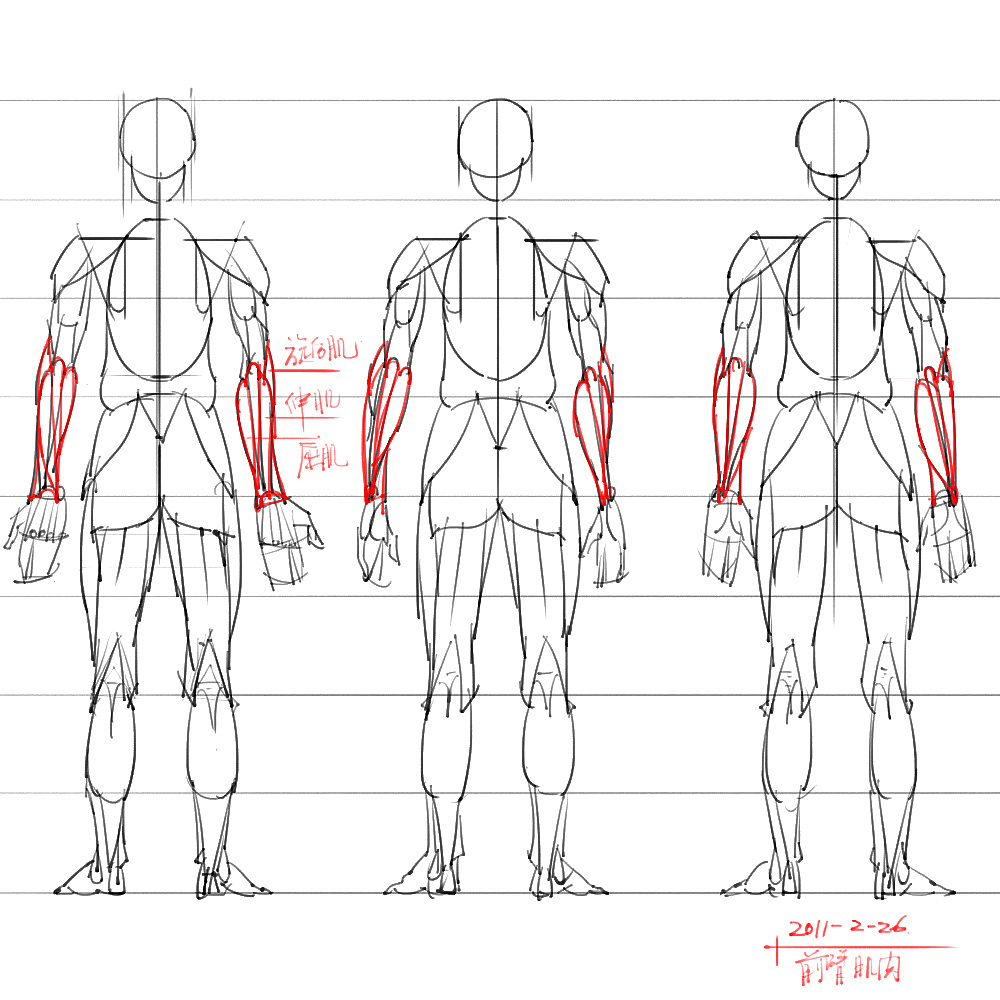 「動(dòng)漫設(shè)計(jì)」分享一波繪畫專用人體解剖素材 part 06