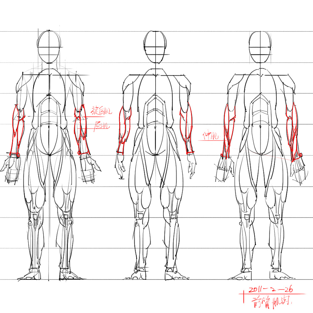 「動(dòng)漫設(shè)計(jì)」分享一波繪畫專用人體解剖素材 part 06