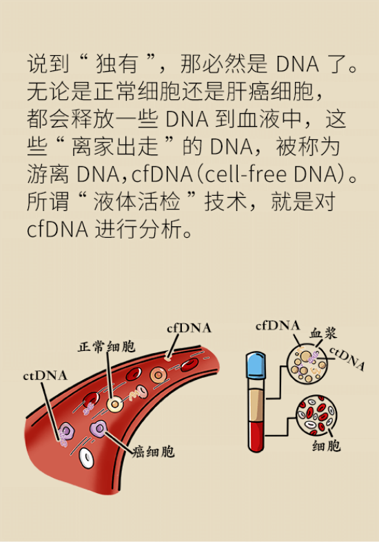 論發(fā)現(xiàn)早期肝癌的本事，cfDNA比AFP更精準(zhǔn)，比影像學(xué)更早一步