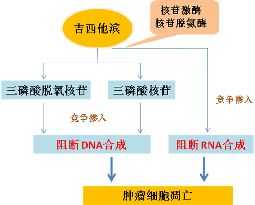 同樣的藥，為什么對他有效卻對你沒效果，可能得問腸道菌群