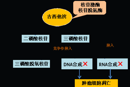 同樣的藥，為什么對他有效卻對你沒效果，可能得問腸道菌群