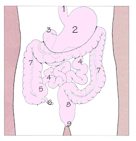 消化道示意圖，1.食道 2.胃 3.十二指腸 4.小腸 5.盲腸 6.闌尾 7.大腸 8.直腸 9.肛門