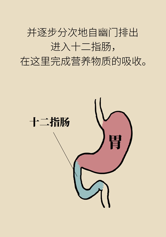 胃科普動畫