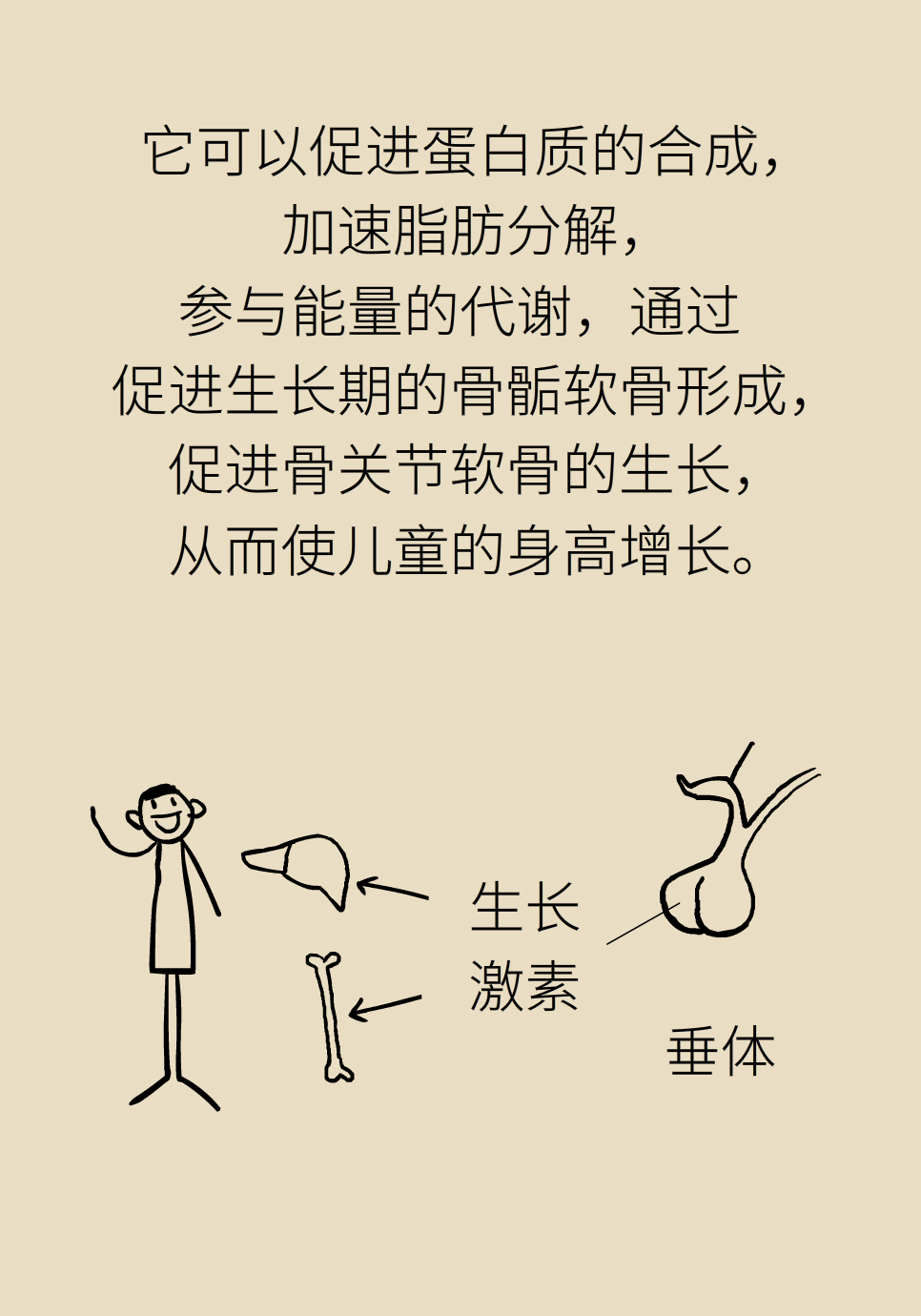 身高醫(yī)學(xué)知識科普動畫制作