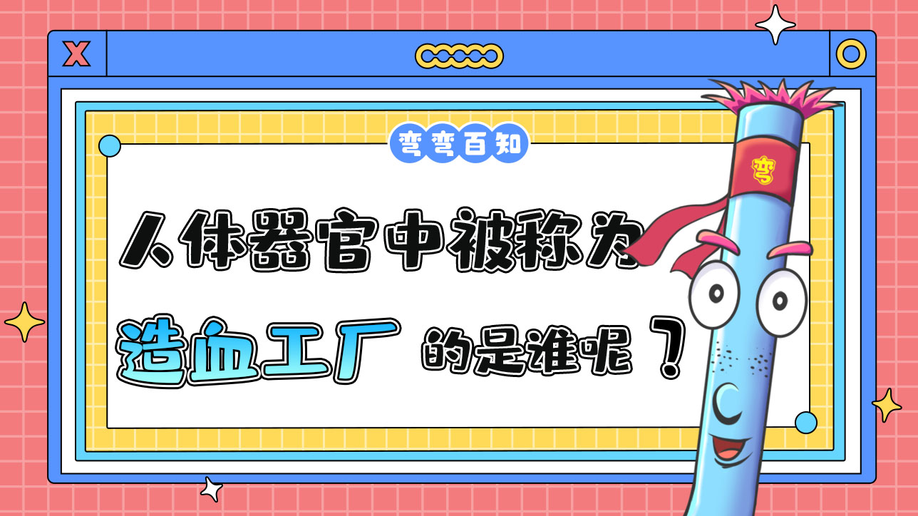 人體器官被稱為“造血工廠”的是誰呢？.jpg